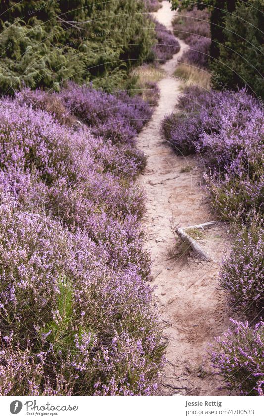 Heide Pfad Heidekraut Heidekrautgewächs Lüneburger Heide heideblüte Wege & Pfade