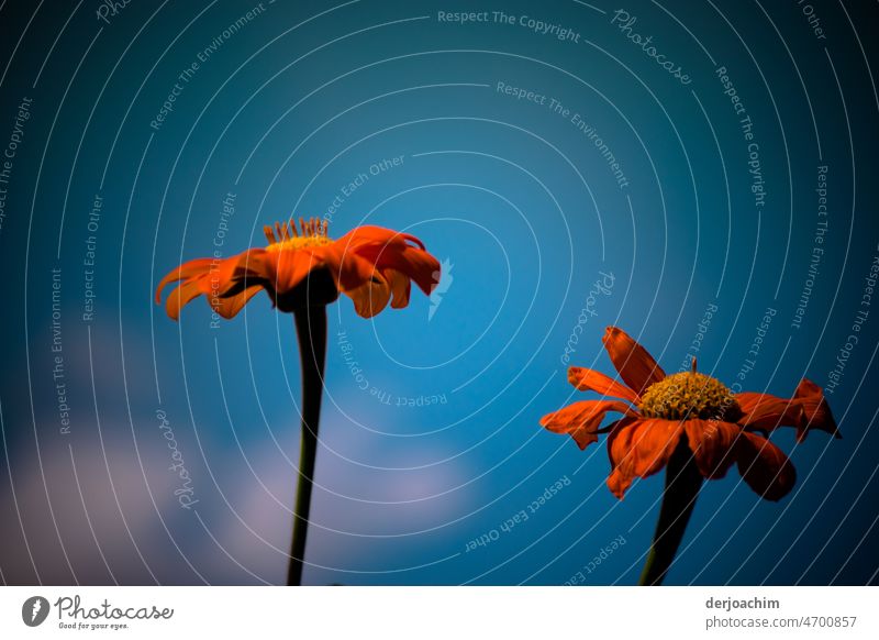 Zwei  "kleine "  Mexikaner. Sonnenblumen aus Mexiko in voller Blüte. Blumen Farbfoto Blühend Frühling Außenaufnahme Nahaufnahme natürlich Pflanze Natur