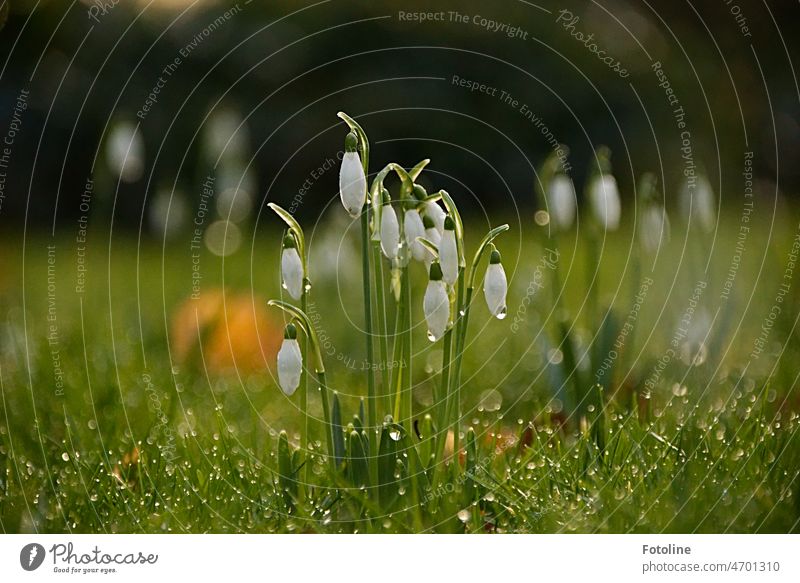 Schneeglöckchen im Morgentau. Für mich die schönsten Frühlingsboten. Sie zeigen, dass bald alles wieder prächtig blüht und grünt. Blüte Blume Pflanze Natur