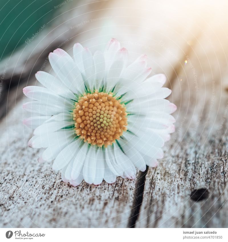 romantische weiße Gänseblümchenblüte im Frühling Blume Blütenblätter Pflanze Garten geblümt Flora Natur dekorativ Dekoration & Verzierung Schönheit