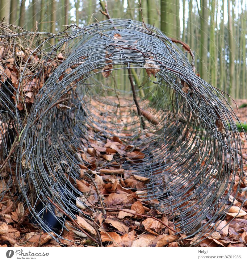 öffentliches Ärgernis | große Rolle Maschendraht liegt mitten im Wald Draht Laub vertrocknet Umweltverschmutzung Durchblick Perspektive Baum Winter