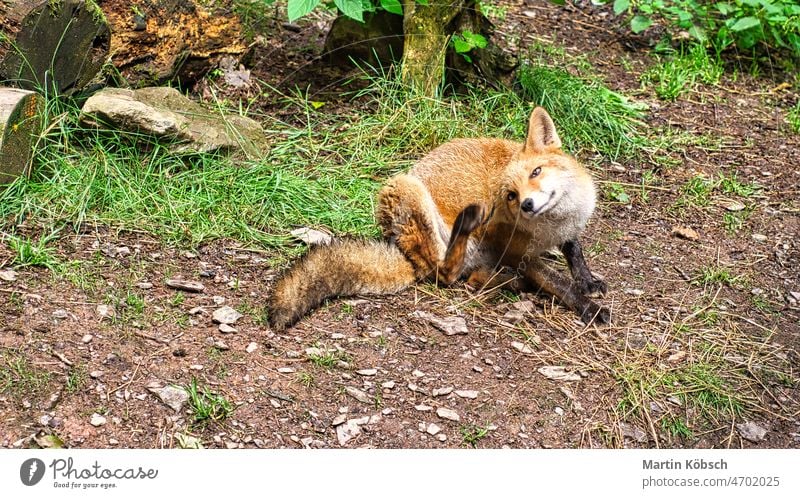 Fuchs in Nahaufnahme mit Blick auf den Betrachter. Das Tier hat keine Angst und schaut interessiert Säugetier Fell Natur Raubtier Jäger Wildtier Gesicht Porträt