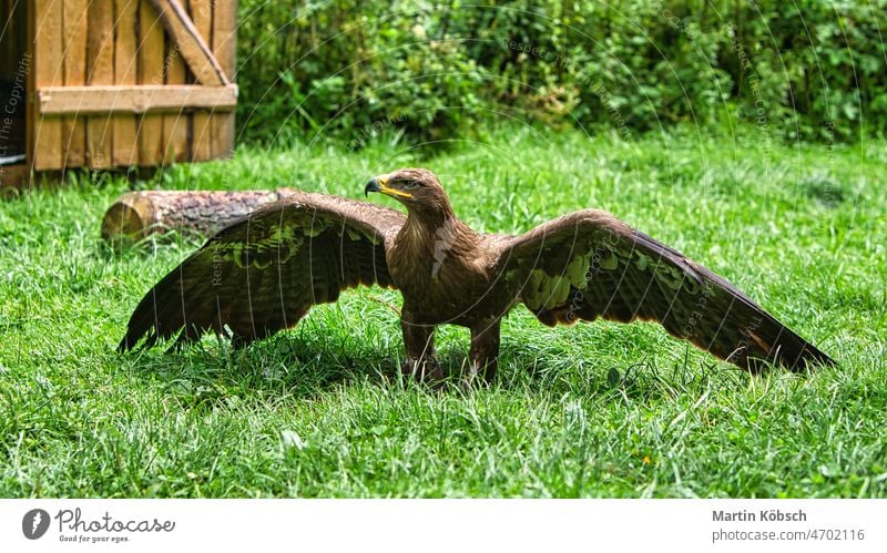 Steinadler bei der Flugschau in Saarburg. Tierfoto des eleganten Vogels. Adler Natur Greifvogel braun Gefieder Aussehen Freiheit Verfolgung Schnabel Auge Feder