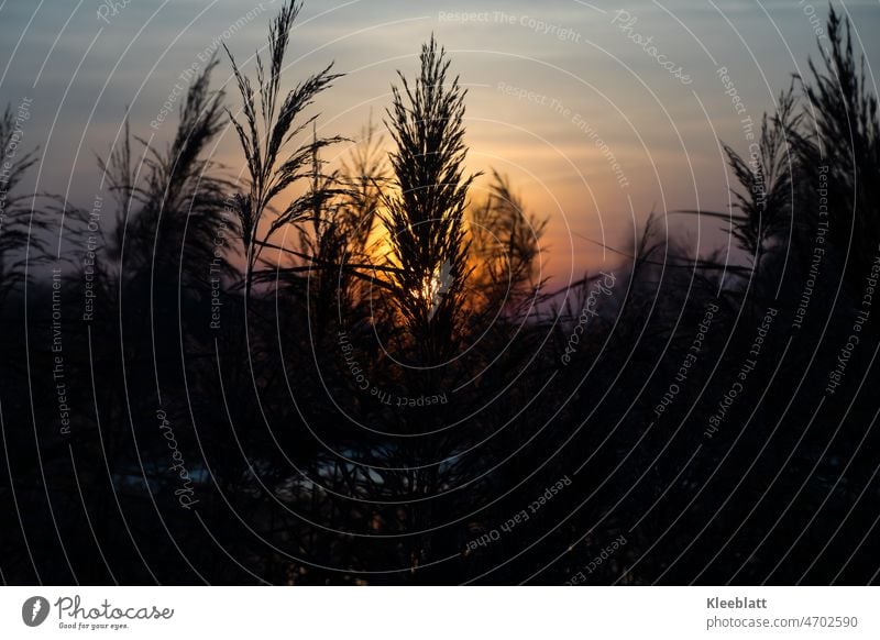 Sonnenuntergang am See  - Stimmungsbild mit natürlichen Farben Schilfblühten Gegenlicht Silhouette gelborange Farbverlauf vordergrundunschärfe Farbfoto