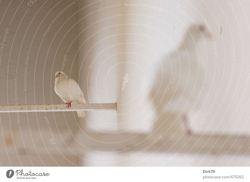 Taubenduo Mauer Wand Tier Wildtier Vogel Haustaube Albino 2 Stab Metall Rost Friedenstaube beobachten hocken Blick sitzen ästhetisch natürlich niedlich positiv