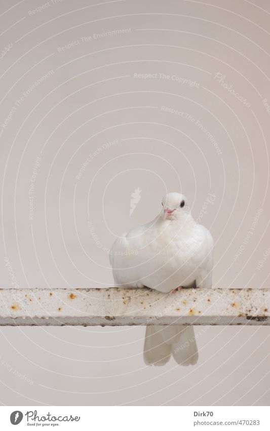 Friedenstaube, erschöpft? Tier Wildtier Vogel Taube Haustaube 1 Stab Stahl Rost beobachten Erholung hocken sitzen warten ästhetisch einfach Freundlichkeit hell