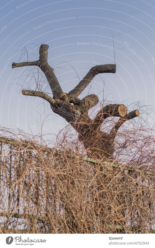 Baumschnitt Schneiden Beschneiden Holz Natur geschnitten Garten Pflanze Totholz Nutzholz Wald Brennholz Waldarbeiter Umwelt Baumstamm Material natürlich