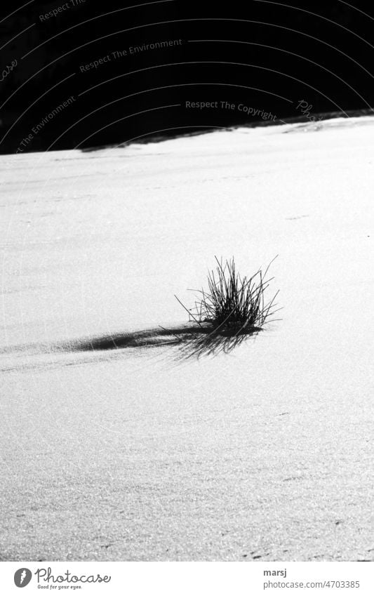 Büschel Gras in einer unberührten Schneelandschaft. Winterlandschaft Kontrast reduziert stehen Ausdauer skurril Natur standhaft schneebedeckt winterlich