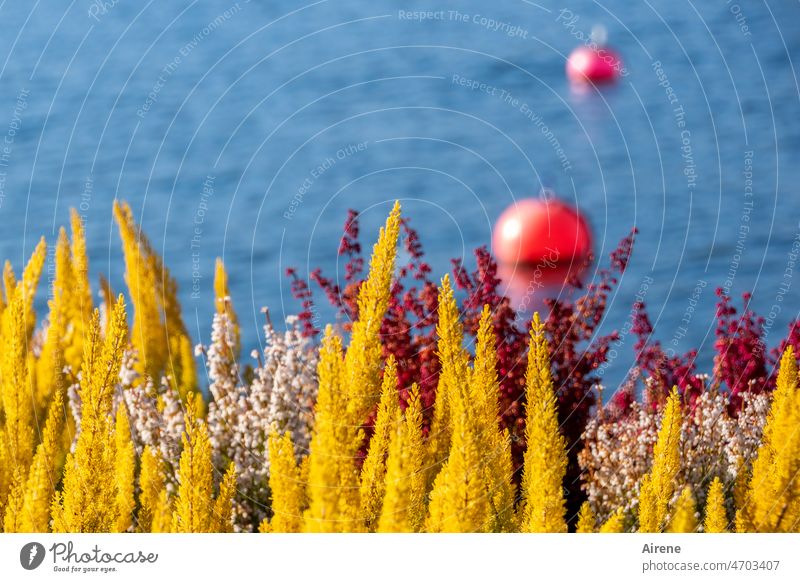 Blaugelb mit roten Fremdkörpern See Wasser Absperrung Boje Bälle rund leuchtend Kugeln sommerlich Besenheide blau weinrot dunkelrot Farbdreiklang blaugelb rosa