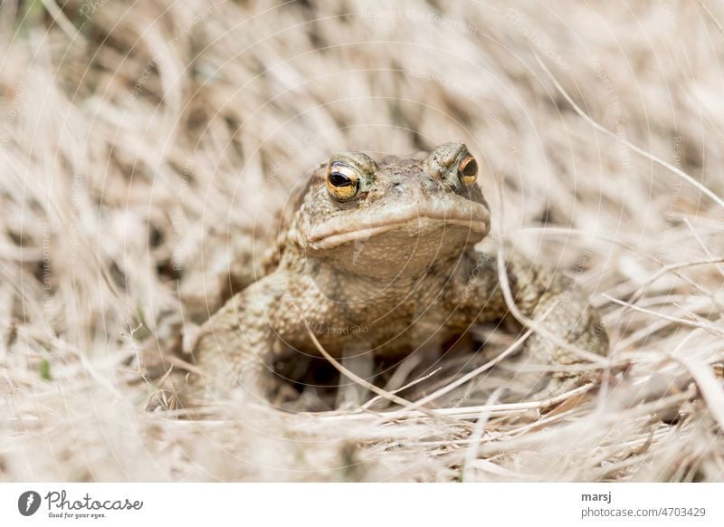 Erdkröte nach der Winterruhe. Gut getarnt im toten Gras. Bufonidae Tier Kröte Wildtier 1 Auge in Auge gegenüber beobachten Amphibie Tierporträt braun Breitmaul