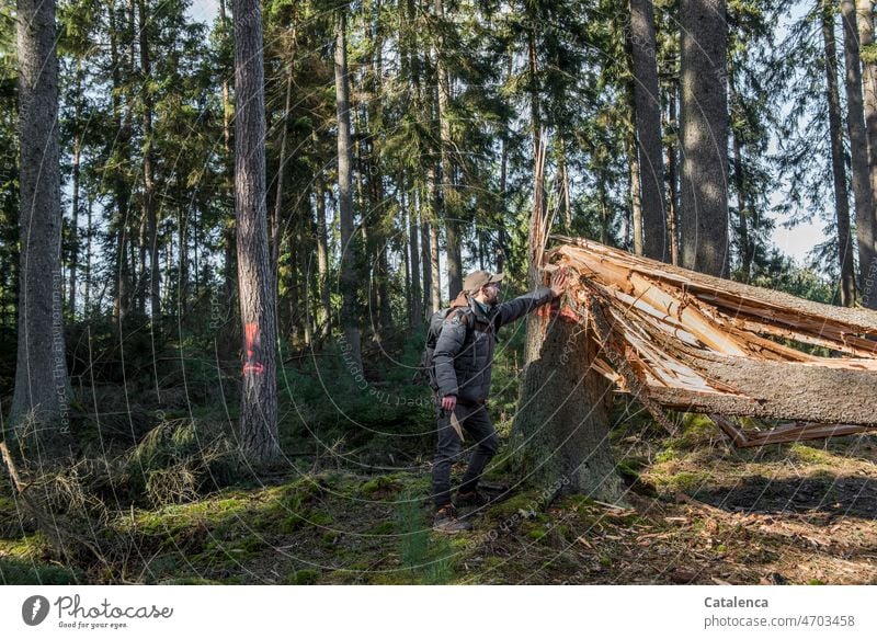 Sturmschäden im Fichtenwald. Klima Forstwirtschaft Umwelt Braun Grün Tageslicht Waldboden Holz Wetter Himmel Nadelwald Wind gespalten geborsten Strurmschaden