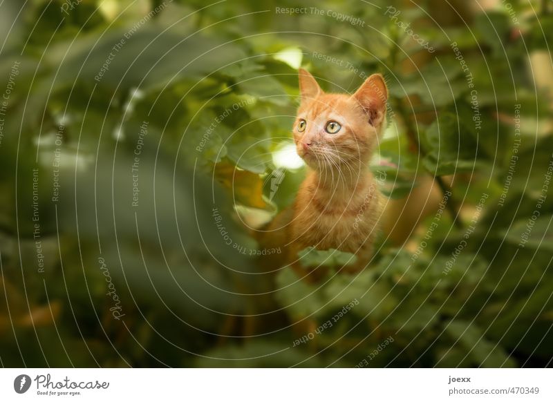 Nimm mich mit! Sträucher Tier Haustier Katze 1 Tierjunges Blick sitzen Schutz Geborgenheit Tierliebe Farbfoto Gedeckte Farben Außenaufnahme Nahaufnahme