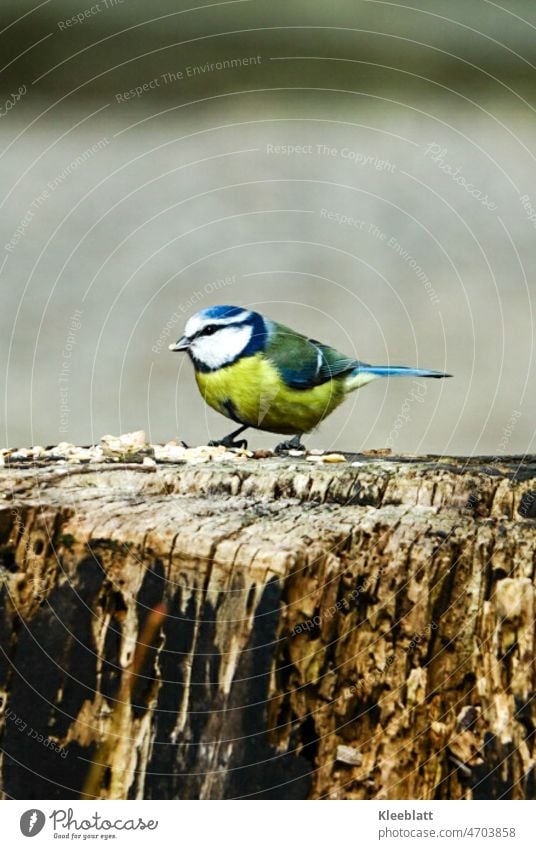 Kohlmeise - am Futterplatz - Tierliebe Vogelart Natur Wildtier Tierporträt füttern Garten niedlich Umwelt Park Textfreiraum oben Textfreiraum unten Meisenart