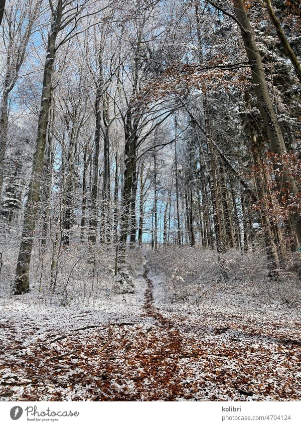 Schmaler Weg durch den winterlichen leicht verschneiten Wald führt geradeaus etwas bergauf Waldweg Wintertag Bäume Laubwald Pfad Lichtung Spaziergang Naturliebe