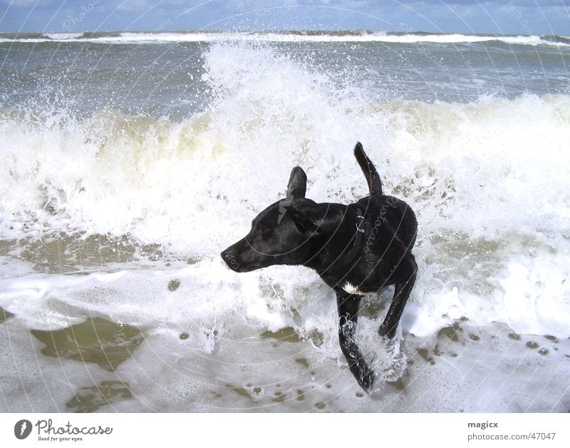 WaveDog Hund Labrador schwarz springen Gischt Strand Niederlande Meer Wellen nass feucht Surfer Wasser Himmel wave dog laufen rennen nordsee Wasserspritzer