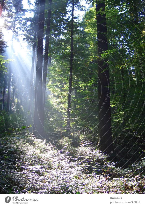 Sonnenstrahlen Wald Baum Baumstamm grün Blatt Herbst Sträucher Licht Beleuchtung