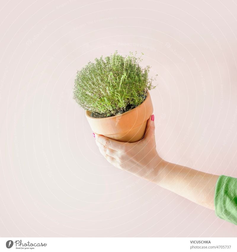 Frau in grünem Kapuzenpulli, die Thymian in einem Terrakotta-Pflanztopf in der Hand hält Beteiligung eingetopft Blumentopf beige Wand Hintergrund Gesundheit