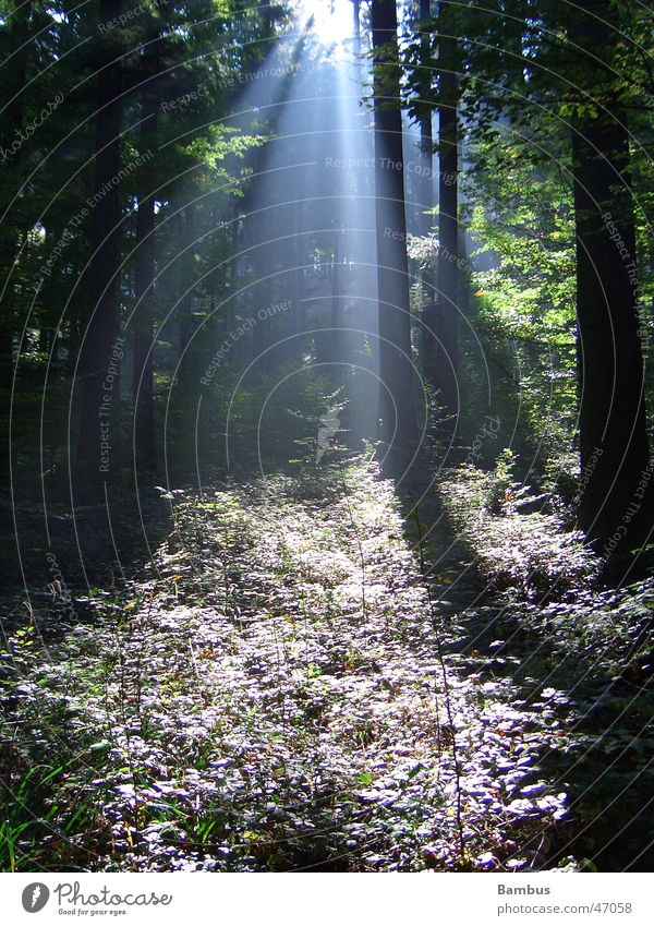 Mehr Sonnenstrahlen Wald Baum Baumstamm Blatt grün Herbst Sträucher Licht Nebel Beleuchtung