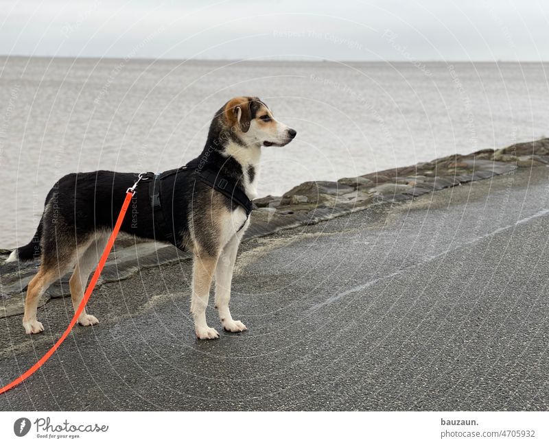 prachtvoller rüde. Hund Hundeleine Hundekopf Tier Haustier Tierporträt Außenaufnahme Farbfoto 1 Tiergesicht Fell Tag schwarz Nase Schnauze Tierschutz Blick