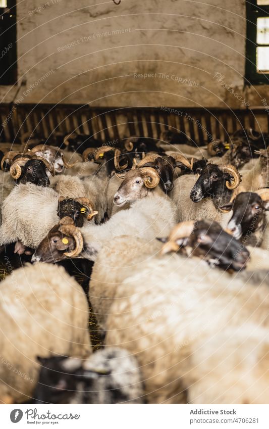 Schafherde im Stall Viehbestand Tier Scheune Bauernhof Herde ländlich Säugetier Kreatur domestiziert Ackerland bezaubernd rustikal niedlich Fell Fauna Fussel