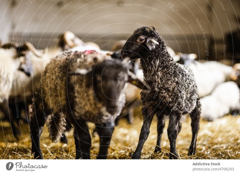 Schafherde im Stall Viehbestand Tier Scheune Bauernhof Herde ländlich Säugetier Kreatur domestiziert Ackerland bezaubernd rustikal niedlich Fell Fauna Fussel