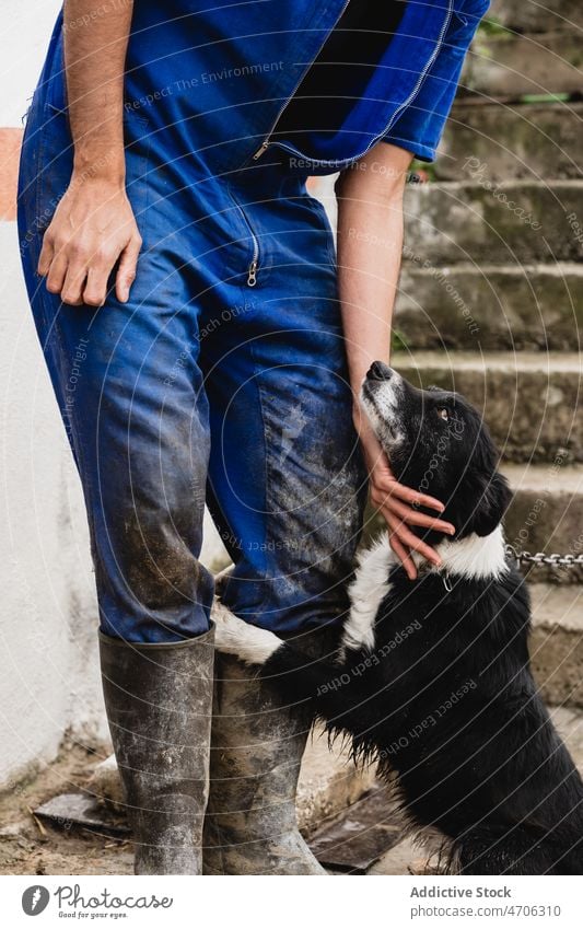 Gesichtsloser Besitzer streichelt Border Collie Person Kraulen Hund Tier Haustier Landschaft ländlich Lebensraum rustikal Fauna Fussel bezaubernd Fell Kreatur