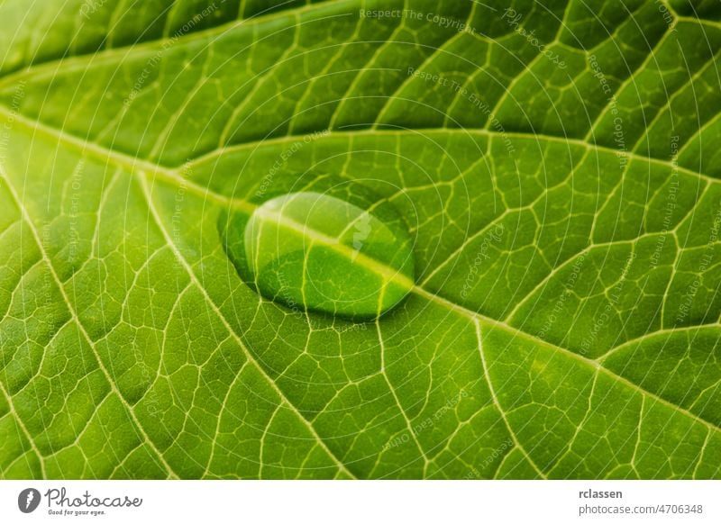 Wassertropfen auf einem Blatt Venen Baum Schot Oberfläche des Blattes Botanik grün Hintergrund Natur Netzwerk Ökologie Pflanze Photosynthese Sommer Struktur