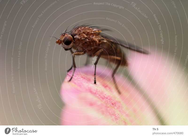 Insekt Tier Wildtier 1 ästhetisch authentisch natürlich Abenteuer Natur Farbfoto Außenaufnahme Hintergrund neutral