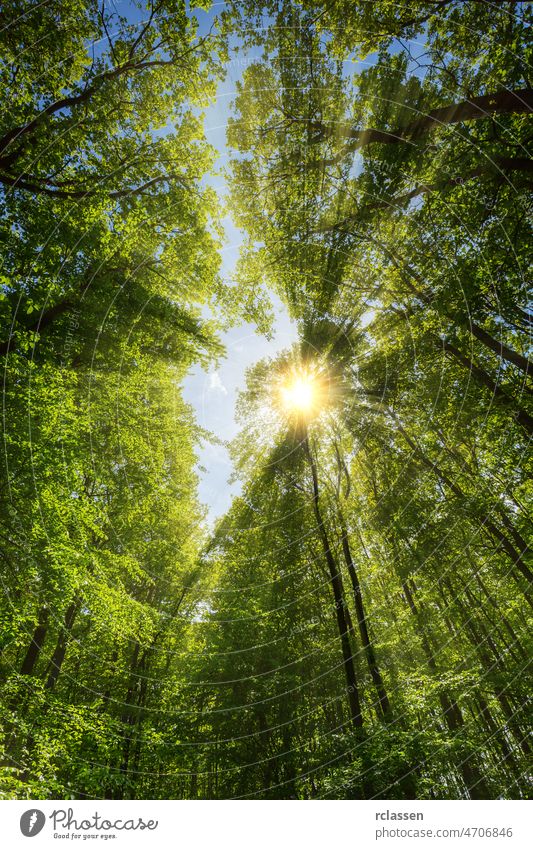 Die Sonne scheint durch die Baumkronen Blätter Laubwerk Licht Sonnenschein Strahlen Wald Natur Umwelt Sommer Frühling Bolus Botanik Bäume glänzend Flora