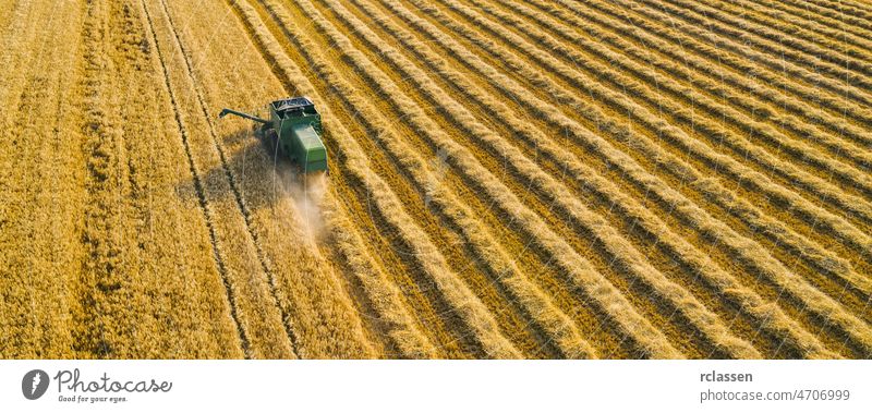 Weizenernte im Sommer. Mähdrescher einer landwirtschaftlichen Maschine sammelt reifen goldenen Weizen auf dem Feld ein. Blick von oben. Ernte Mais Ackerbau