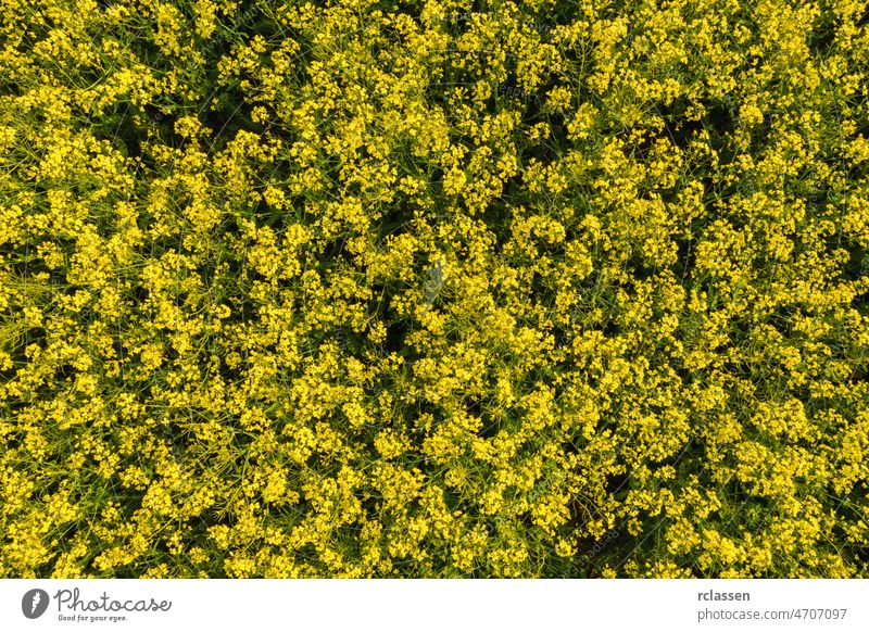 Rapsblütenfeld. Drohnenaufnahme Feld Blume Ölsaat Samen Biokraftstoff Landwirtschaft Antenne Ackerbau gelb Dröhnen Industrie Korn Ernte Biomasse Biotechnologie