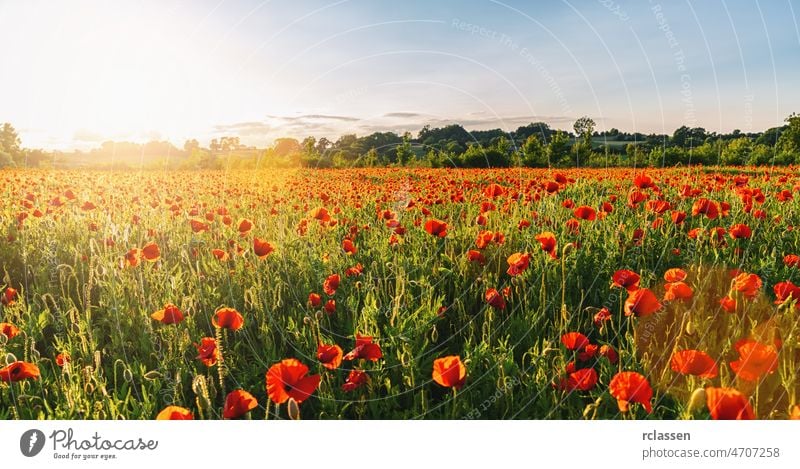 Landschaft mit schönem Sonnenuntergang über Mohnfeld panorma Feld Frankreich Hintergrund Transparente Sonnenstrahlen Schönheit Blütezeit blau Wolken Farbe