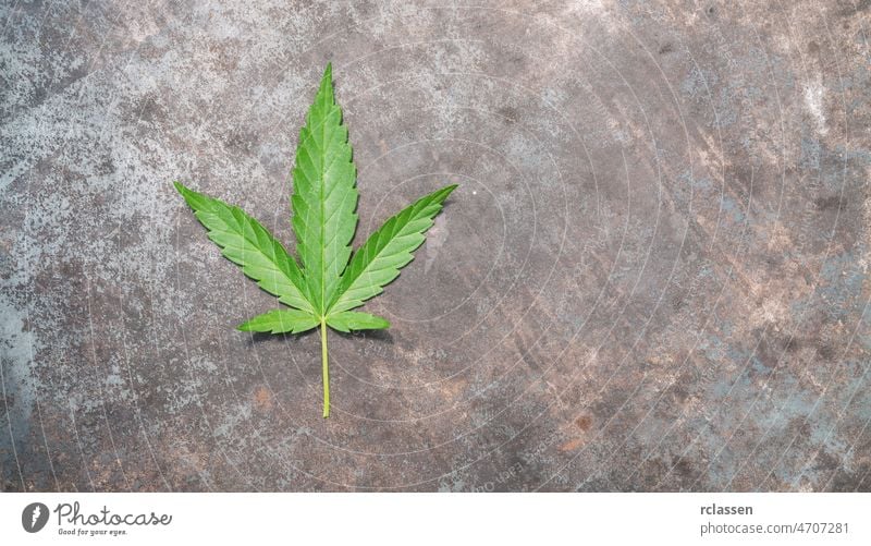 Cannabisblatt auf altem Metalltisch. Kopierraum für Ihren individuellen Text. Hanf Blatt altehrwürdig Marihuana cbd Pflanze Hintergrund Erdöl wachsen schwarz