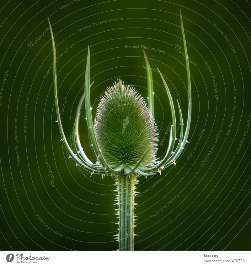 Die Königin Natur Tier Pflanze Wildpflanze Kardendistel Wiese stachelig Kraft Macht Schutz standhaft Schmerz gefährlich Schüchternheit Respekt Stolz elegant