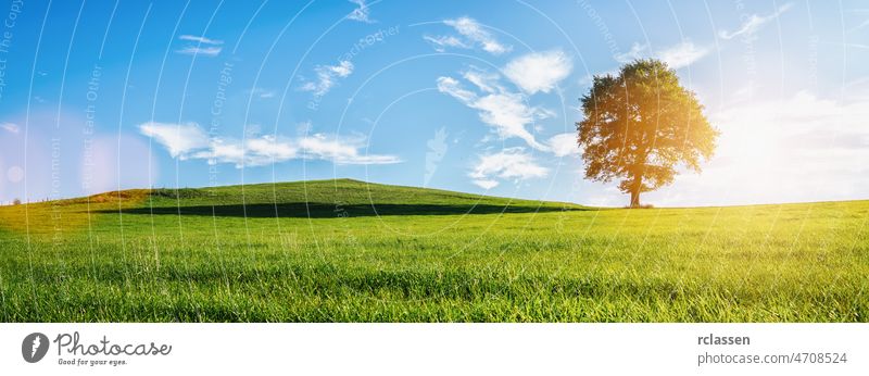 Ein einsamer alter kahler Baum auf einer frischen grünen Wiese, eine lebendige ländliche Landschaft mit blauem Himmel, Bannergröße im Freien Panorama Sommer