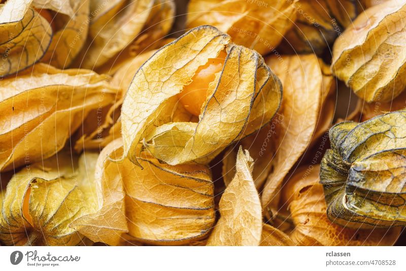 Physalis-Früchte (Physalis peruviana). Goldene Beere, Kapstachelbeere. Herbst Hintergrund Beeren Vegetarier Goldbeere Saatgut braun geschmackvoll saisonbedingt