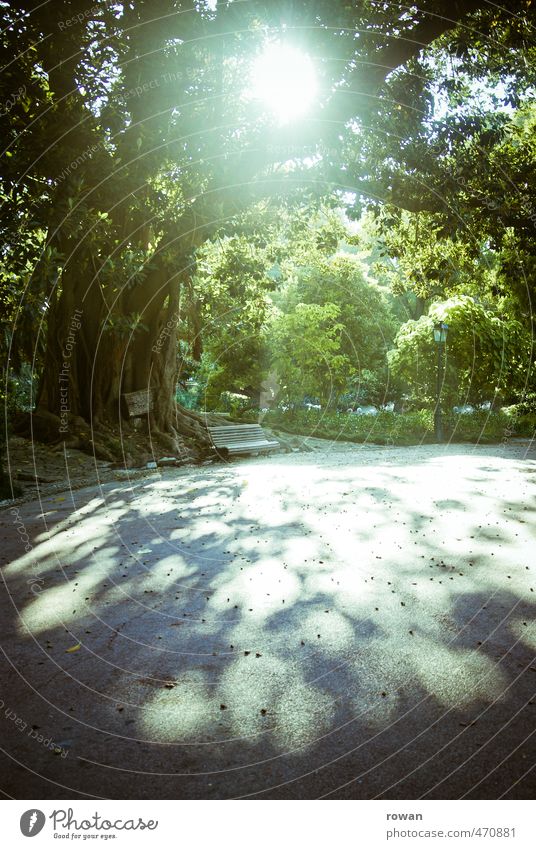 schattenwurf Natur Sonne Sonnenlicht Sommer Baum Blatt Garten Park Wärme Erholung Bank alt groß Blätterdach Idylle ruhig Pause Farbfoto Außenaufnahme