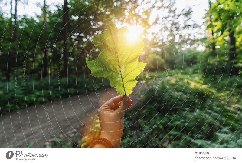 Hand hält grünes Blatt gegen den Wald mit Sonnenlicht Strahlen. Frühlingszeit Saison. Weg Juni Hintergrund schön Unschärfe menschlich Bokeh Holz Farbe Mann Baum