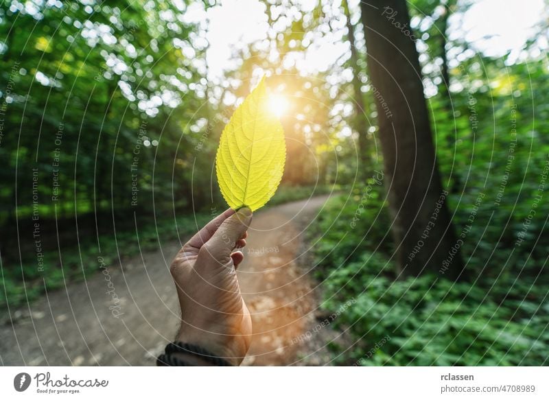 Männliche Hand hält grünes Blatt gegen den Wald mit Weg und Sonne Lichtstrahlen. Frühlingszeit Saison. Juni Hintergrund schön Unschärfe menschlich Bokeh Holz