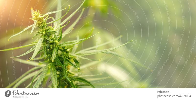 Marihuana, Cannabis, Legalisierung, pflanzliche Alternativmedizin, CBD-Öl. Cannabispflanze, die kommerziell für die Hanfproduktion angebaut wird, Bannersitze, Copyspace für Ihren individuellen Text.