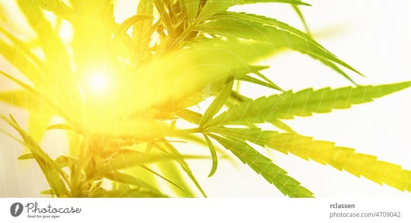 cbd, hanf, banner, extrakt, geschäft, öl, cannabis, cannabidiol, tropfen, bauernhof, medizin, sonnenlicht, medizin, flasche, labor, sonnenuntergang, sonnenaufgang, marihuana, thc, arzt, knospe, agronomie, hintergrund, marihuana, natur, wissenschaftler, landwirtschaft, alternativ, anbau, krankheit, tropfen, drogen, ökologie, prüfung, extraktion, formel, gesundheit, kraut, blatt, medizinisch, narkotisch, apotheker, pflanze, produktion, entspannung, sativa, wissenschaft, tetrahydrocannabinol, therapie, kraut