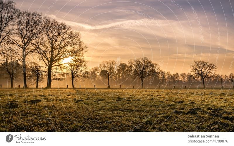 Grüne Wiese umgeben von Bäumen mit leichtem Nebel bei Sonnenaufgang an einem Frühlingsmorgen Baum Himmel Natur Landschaft Zaun Weide Feld Gras grün Sonnenlicht