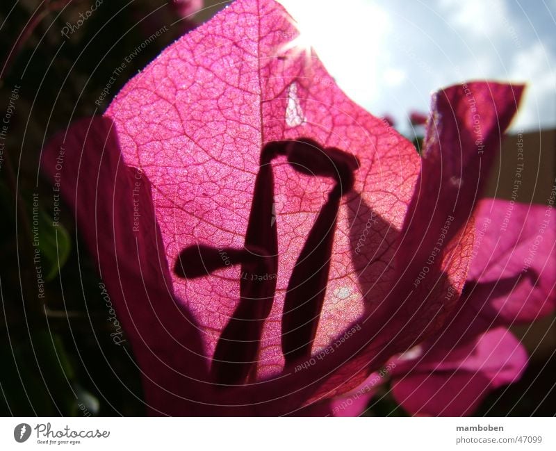 Die Blume Pflanze glänzend Sonne Sommer Blatt