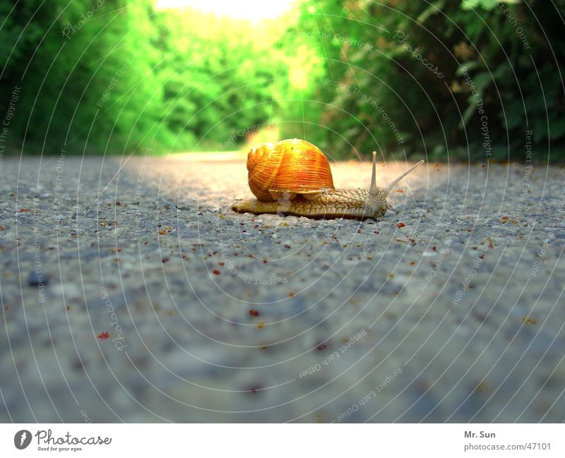 Umzug in die Sonne Haus Licht Asphalt grün grau Baum Wald Schnecke Straße