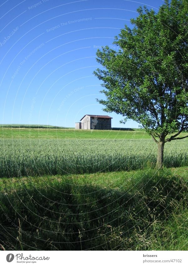 Ein Schuppen 2 Scheune Feld Raps blau Sommer Himmel field blue sky grass