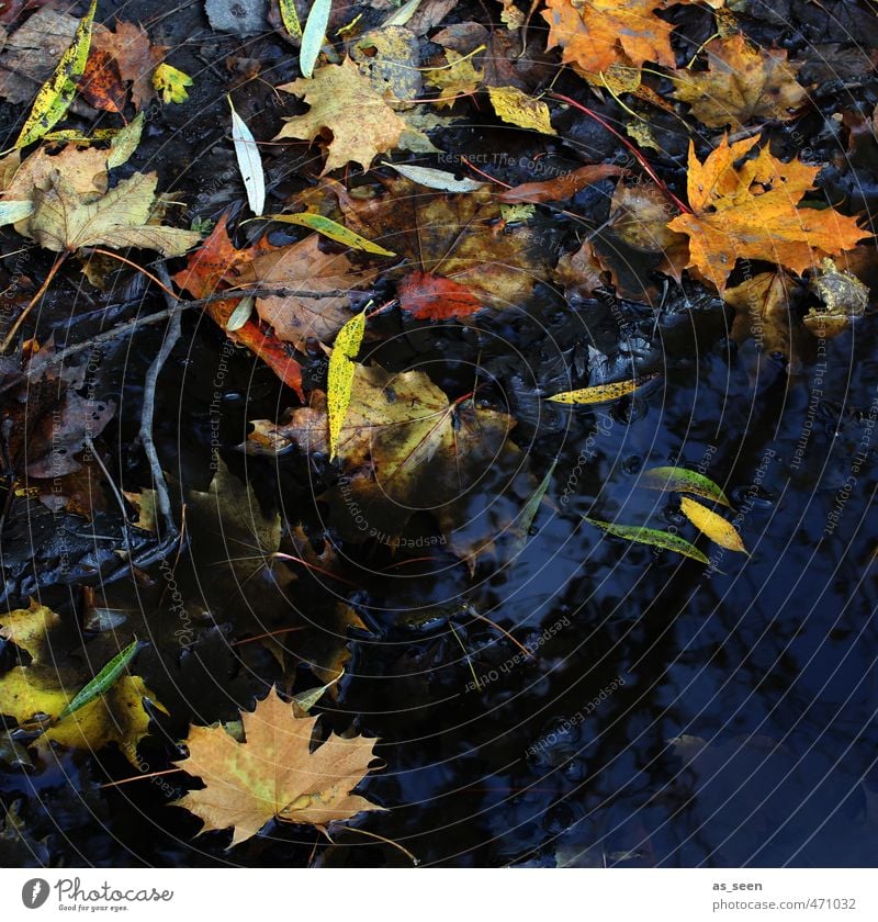 Herbstgemälde Natur Pflanze Wasser Holz alt authentisch dreckig Flüssigkeit natürlich braun mehrfarbig gelb grün orange rot schwarz weiß Farbe Verfall