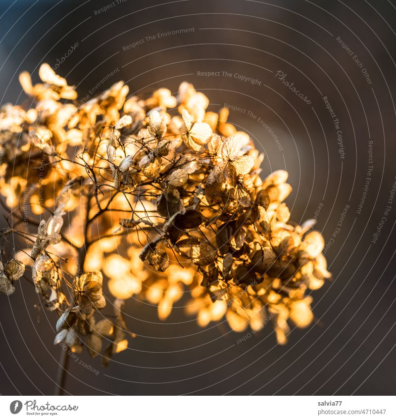 Strauchhortensienblüte leuchtet im Abendlicht Blüte verblüht Gegenlicht warmes Licht Natur Warmes Licht Unschärfe Stimmung herbstlich Lichtstimmung