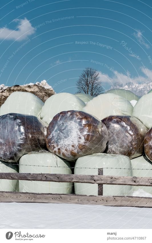 Siloballen, in verschiedene Folien verpackt. In winterlicher Landschaft. Silage Vorratshaltung Futter Viehfutter Zaun rund Winter Landwirtschaft durchsichtig