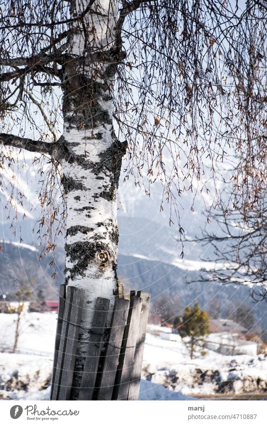 Fraß-Schutz aus Holzlatten. Um eine Birke. Fraßschutz Baum Holzlattung schützen Rinde Natur Baumstamm