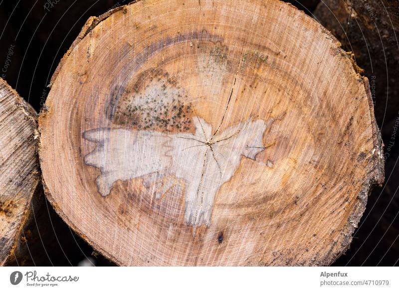 Peace ! Friedenstaube Baumstamm abgesägt Vogel Flügel Jahresringe Stamm Farbfoto Außenaufnahme Menschenleer fliegen Symbole & Metaphern Hoffnung Freiheit Taube